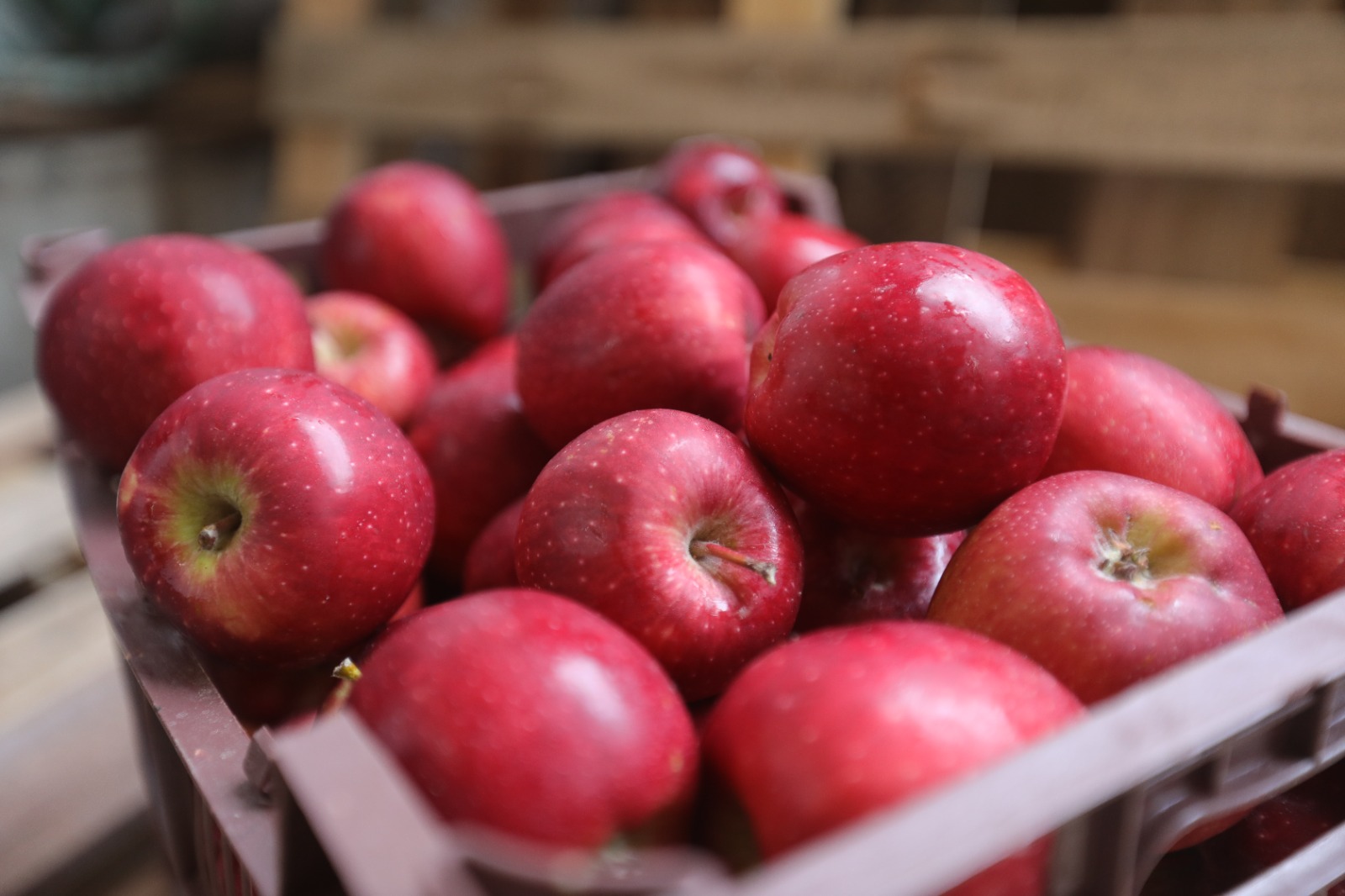 Irayan Apples - Front View